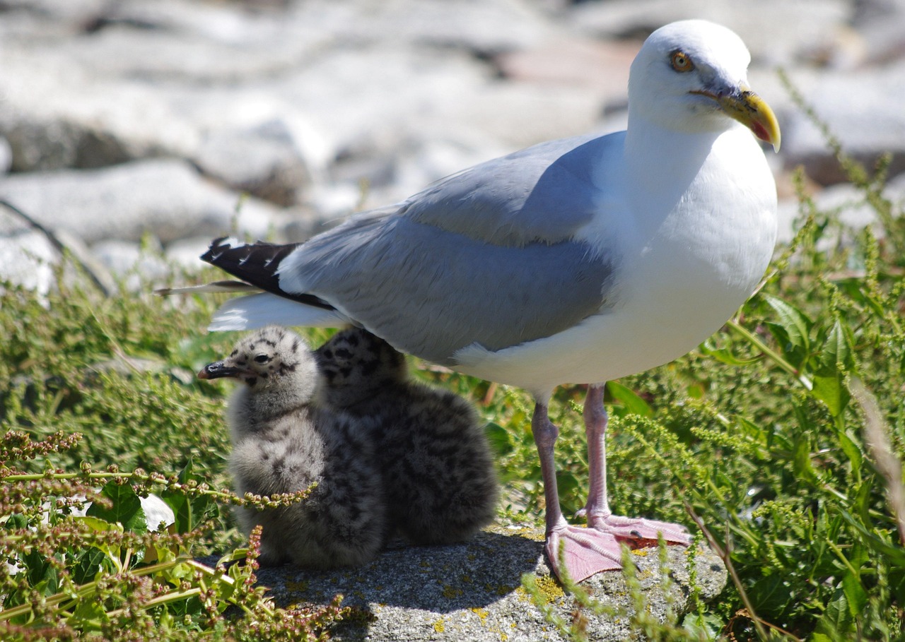 seagull-chicks-herring-gull-free-photo-on-pixabay