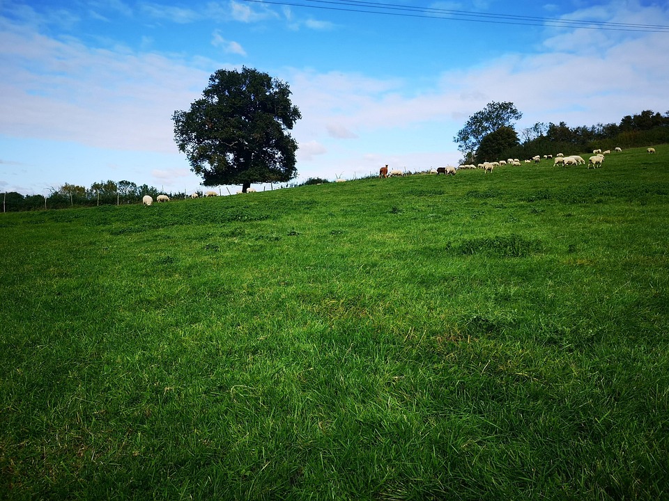 Land Bauernhof Kostenloses Foto Auf Pixabay Pixabay land-bauernhof-kostenloses-foto-auf-pixabay-pixabay
