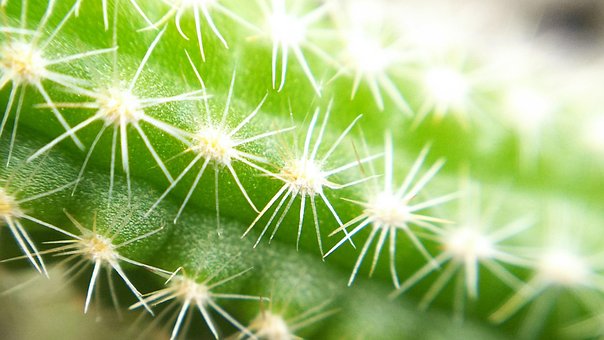 Cactus, Naturale, Plante, Verde, Ghimpe