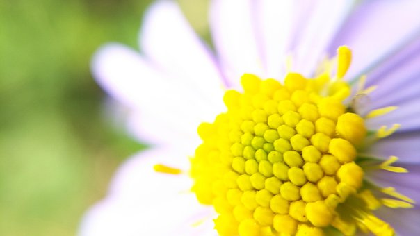 Floare, Naturale, Plante