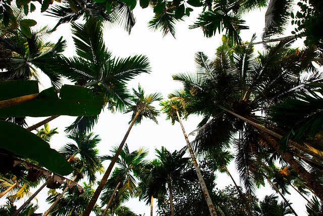 Free Palmers Abstract photo and picture