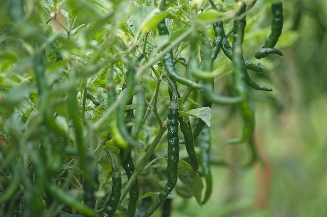 Free Chili Farmer photo and picture