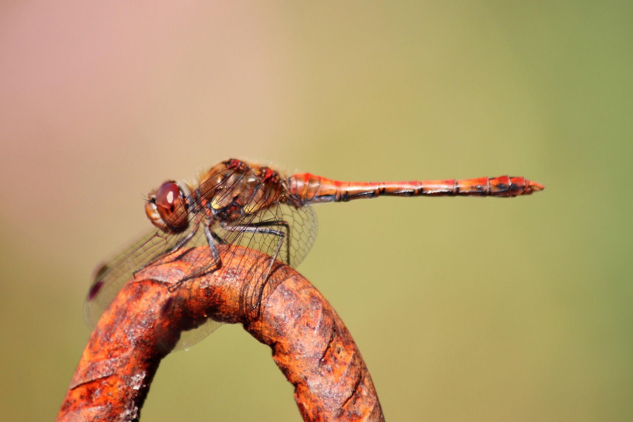 Dragonfly Darter Sympetrum Wings - Free photo on Pixabay - Pixabay