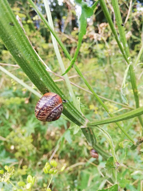 Caracol, Planta, El Verano, Bosque