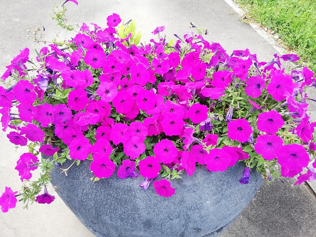 Flores, Rojo, Cama De Flores, Día