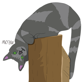 Hovedet, Kat, Kæledyr, Dyr, Killing, Sød