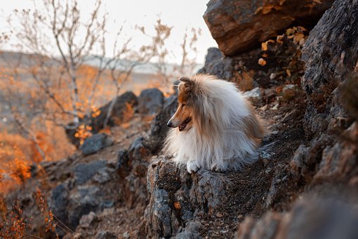 Free Mountainside Dog photo and picture