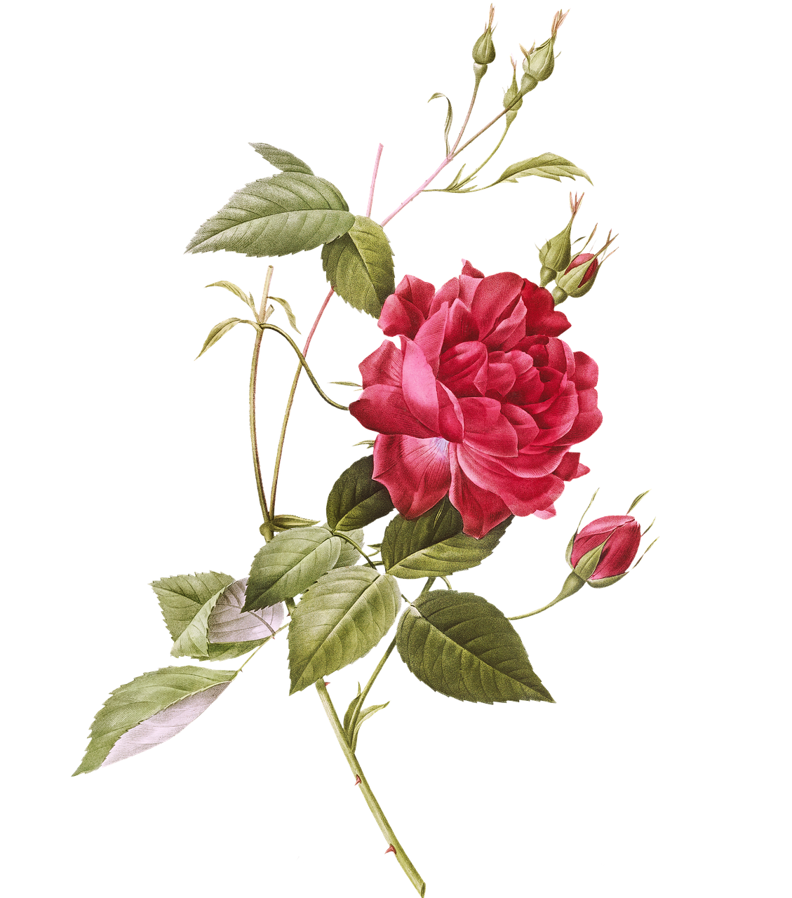 Rose Flowers Buds Free Image On Pixabay