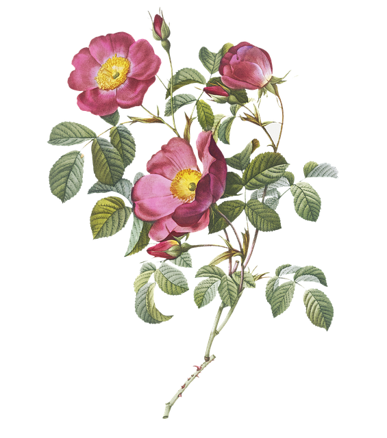 Free flowers stems leaves illustration