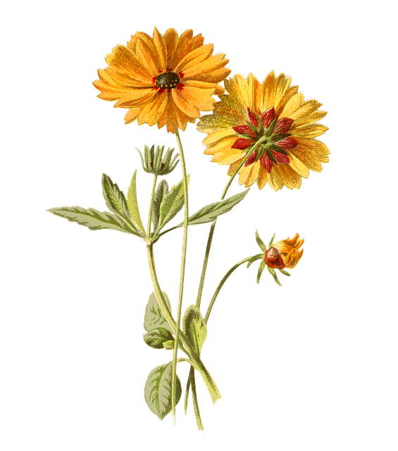 Free flowers stems leaves illustration