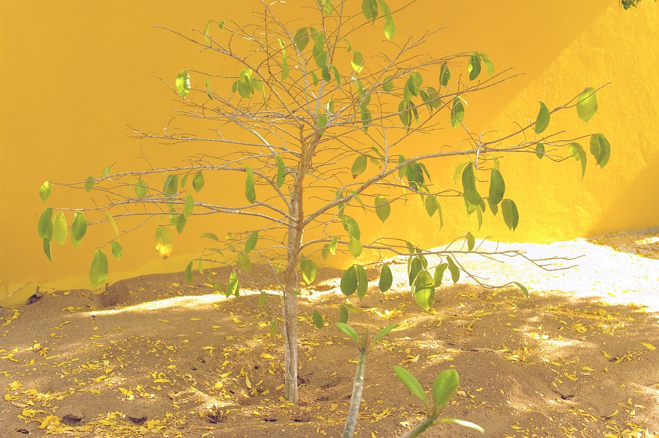 Injaro Tree Agro Inharé Plant - Free photo on Pixabay - Pixabay