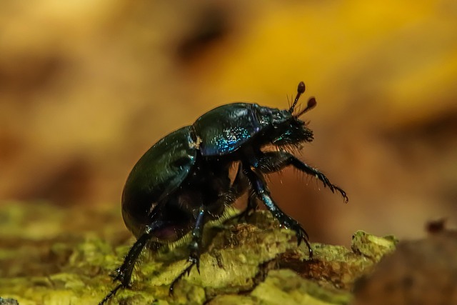 Käfer, Wald-Mistkäfer, Wald, Herbst