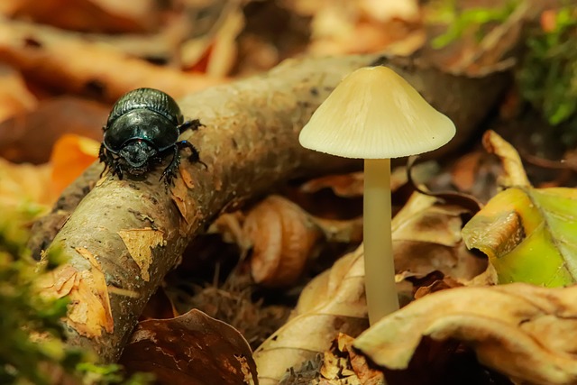 Käfer, Wald-Mistkäfer, Wald, Pilz
