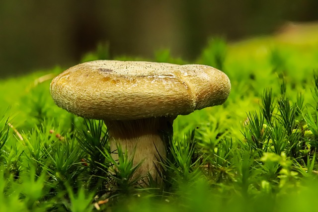 Pilz, Waldboden, Gras, Wilder Pilz
