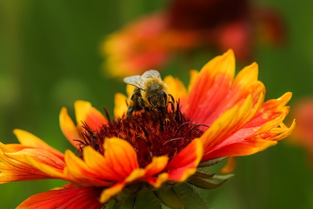Biene, Blume, Pollen, Bestäuben