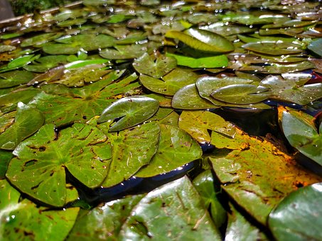 Free Nature Floors photo and picture