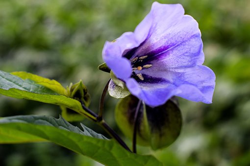 Free Flower Purple photo and picture
