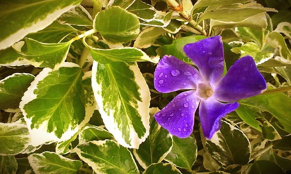 Flor, Púrpura, Bloom, Planta, Naturaleza