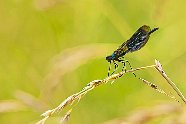 Agrion, Blå, Natur, Insekt, Vinger