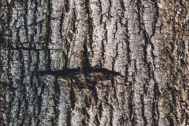 Bark Tekstur Træ - Gratis foto på Pixabay - Pixabay
