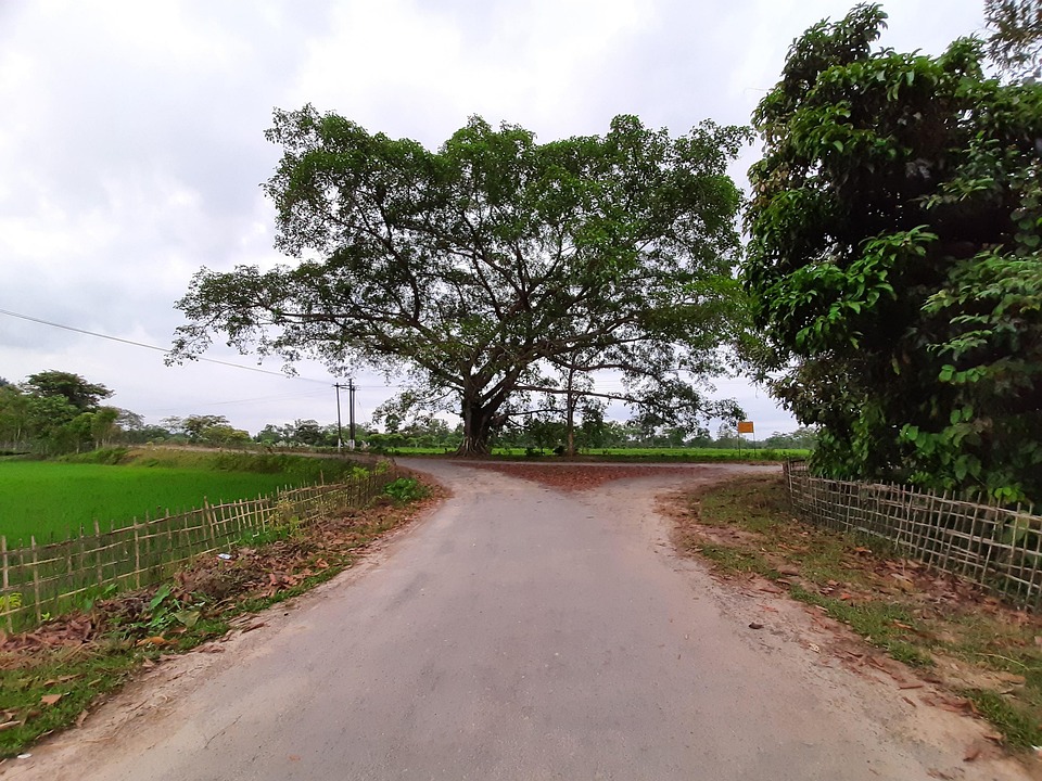 Banyan Tree Assam Free photo on Pixabay