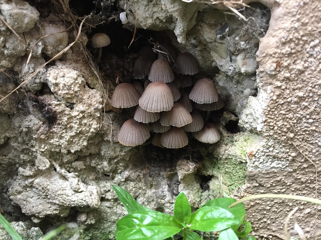 Champignons La Nature Forêt - Photo gratuite sur Pixabay - Pixabay