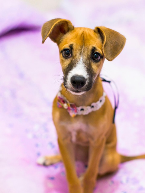 Free Puppy Dog photo and picture