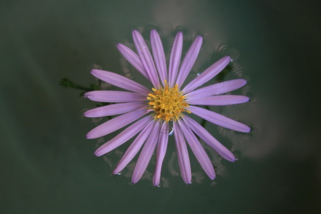 Free Flowers Lilac Daisies photo and picture
