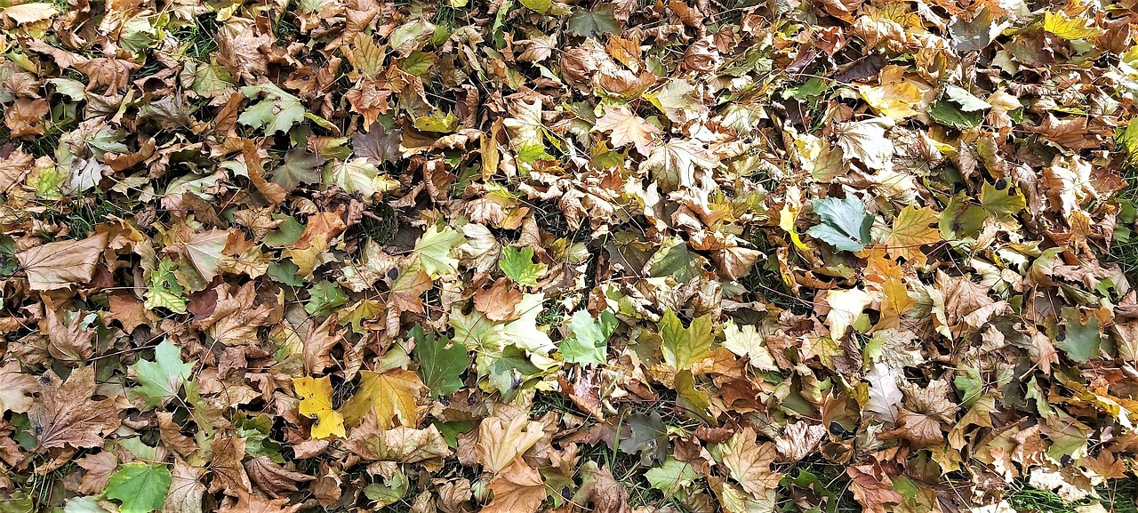Fall Leaves Autumn - Free photo on Pixabay - Pixabay