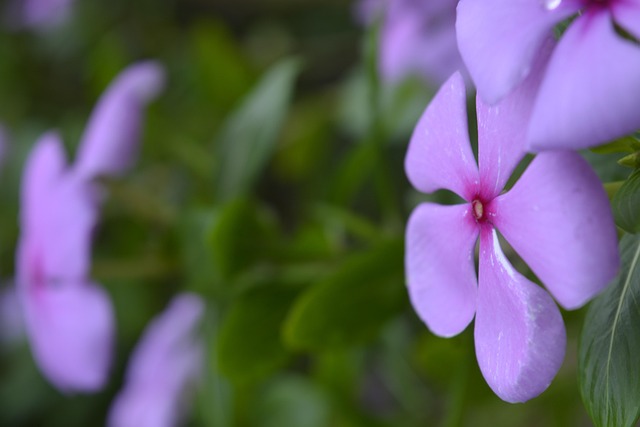 Free Flower Nature photo and picture