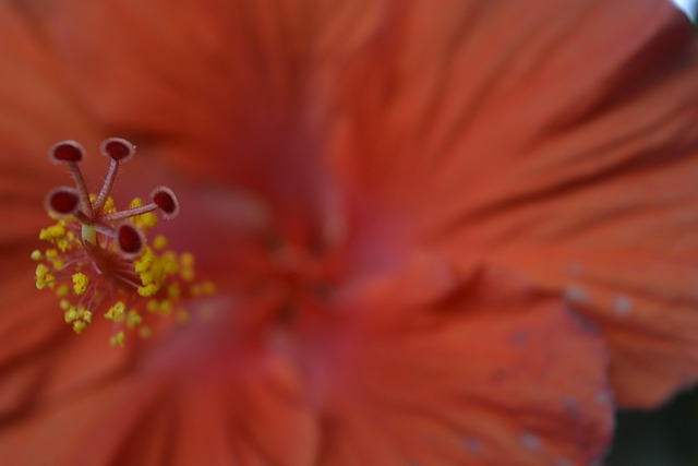 Free Hibiscus Flower photo and picture