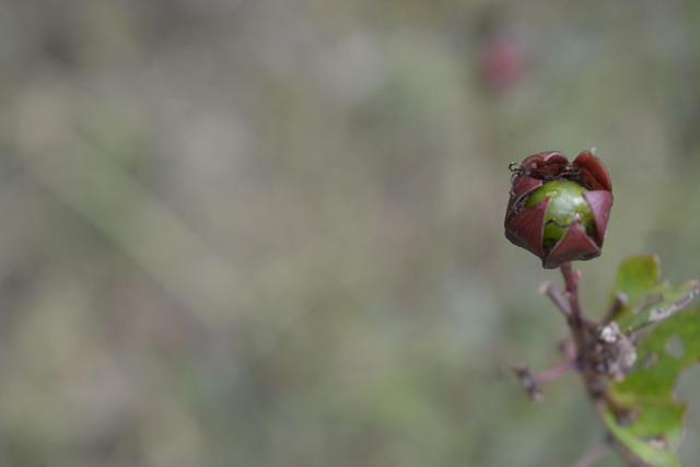 Free Flower Nature photo and picture