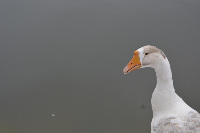 Free Swan White Swan photo and picture