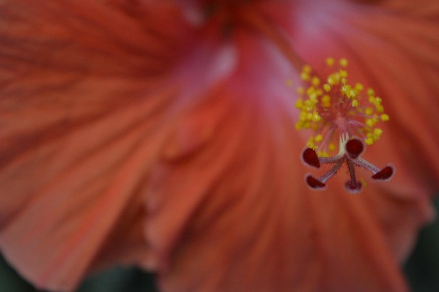 Free Hibiscus Flower photo and picture