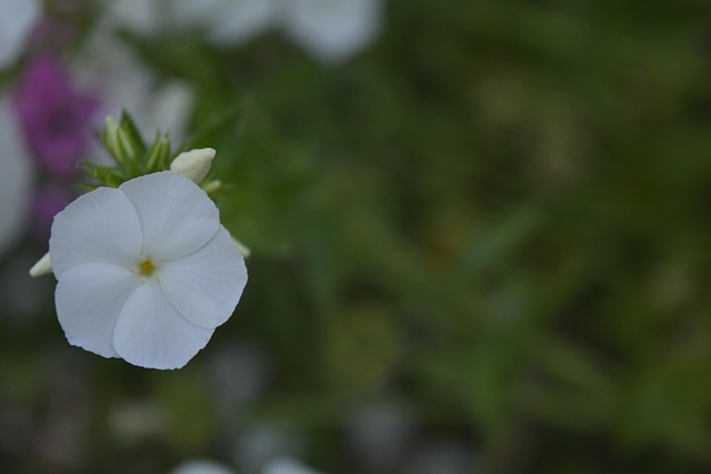 Free Flower Nature photo and picture