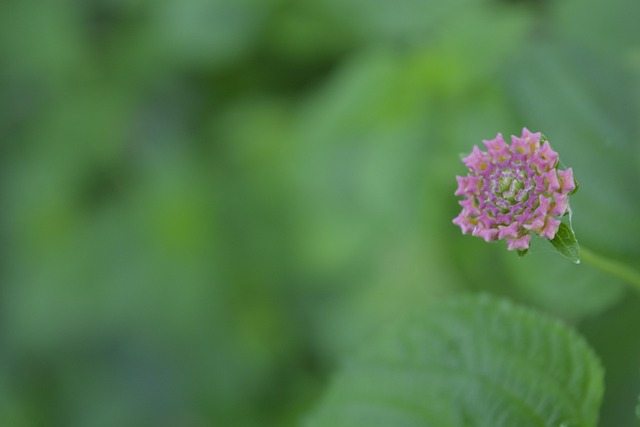 Free Small Flower Flower photo and picture