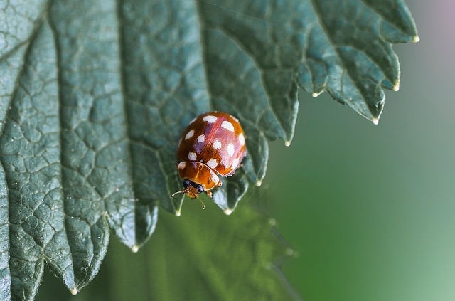 leaf, insect, beetle, cream-spot ladybird, ladybird, ladybug, coccinellidae, coleoptera, animal, plant, flora, fauna, nature, closeup, bokeh, beetle, beetle, ladybug, ladybug, ladybug, ladybug, ladybug