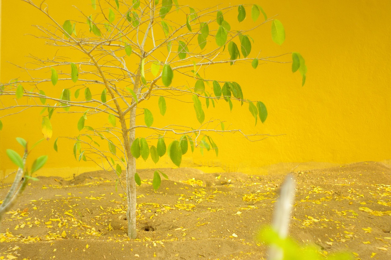 Injaro Tree Inharé Tree - Free photo on Pixabay - Pixabay