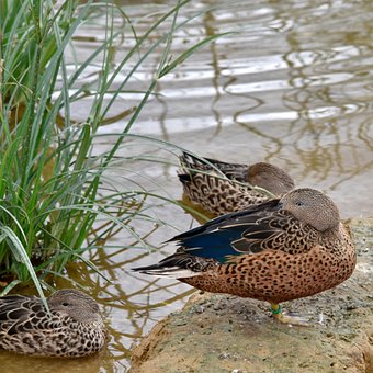 Vogel, Ente, Stift, Gefieder, Natur