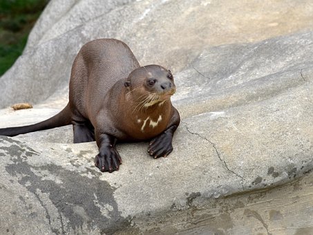 Otter, Tier, Natur, Pelz, Schwimmen