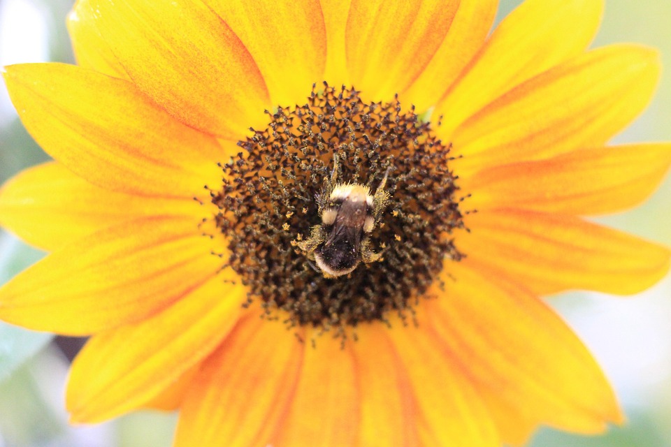 Hummel Sunflower Pollen - Free photo on Pixabay - Pixabay
