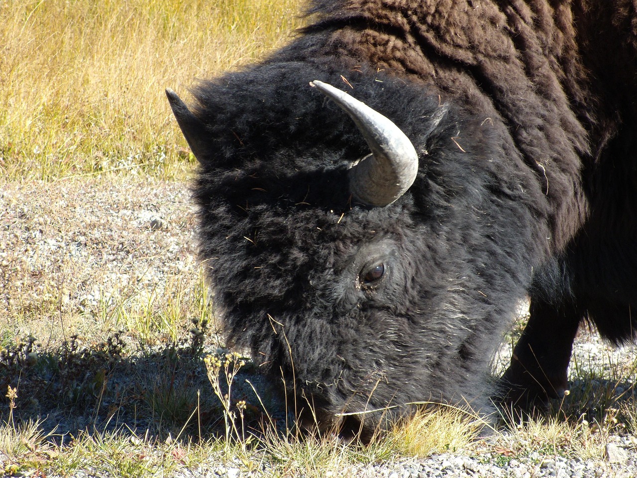 Buffle Bison Parc De - Photo gratuite sur Pixabay - Pixabay