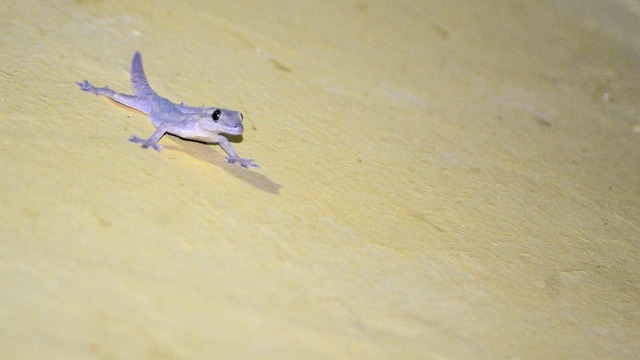 Free House Lizard Wall photo and picture