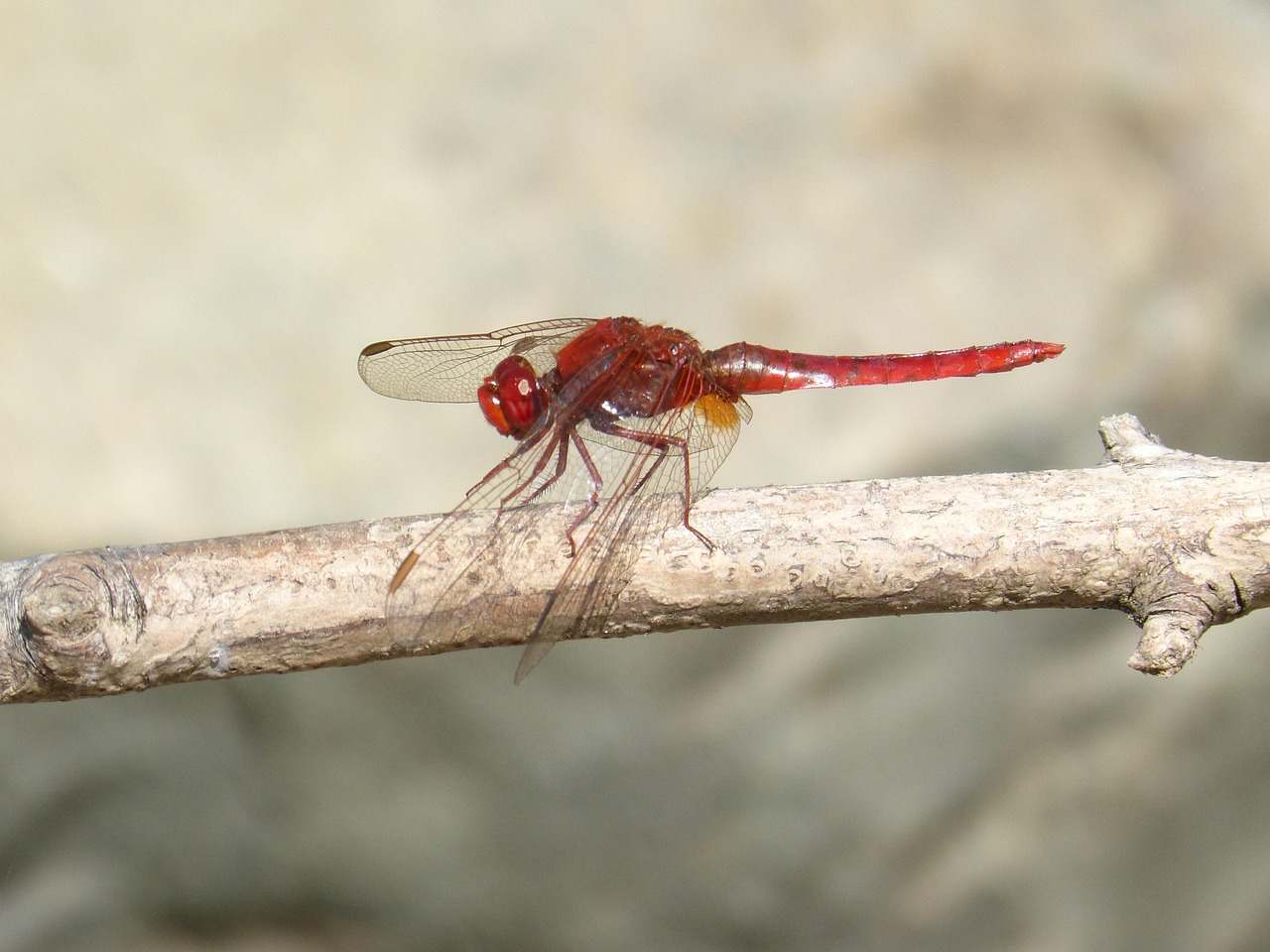 Branch Insect Dragonfly Red - Free photo on Pixabay - Pixabay
