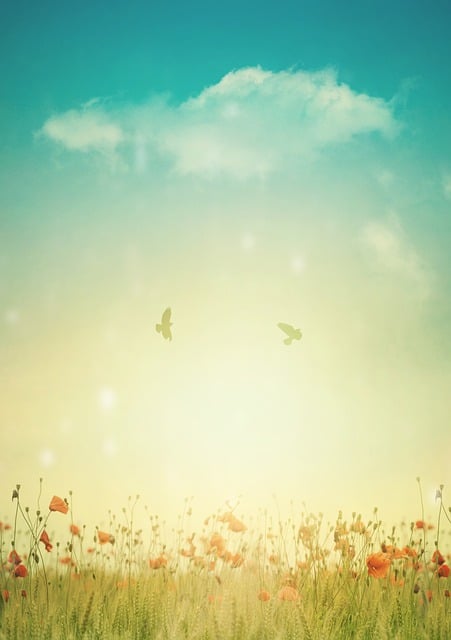 Free background poppy field illustration