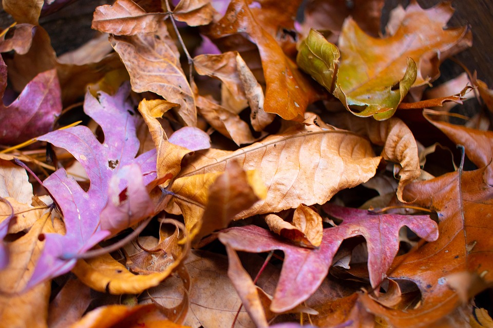 Leaves Autumn Dried - Free photo on Pixabay - Pixabay