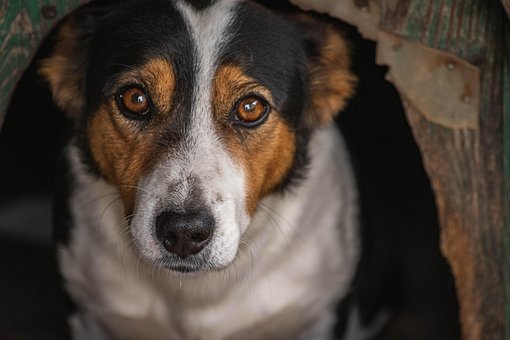 Hund, Hündchen, Haustier, Säugetier