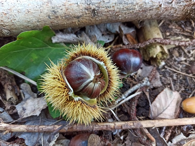 Kastanie, Stachelig, Wald, Nadeln, Makro