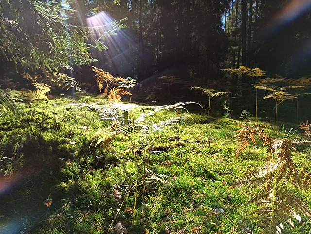 Wald, Adlerfarn, Baum, Farn