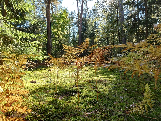 Wald, Adlerfarn, Baum, Farn, Blätter